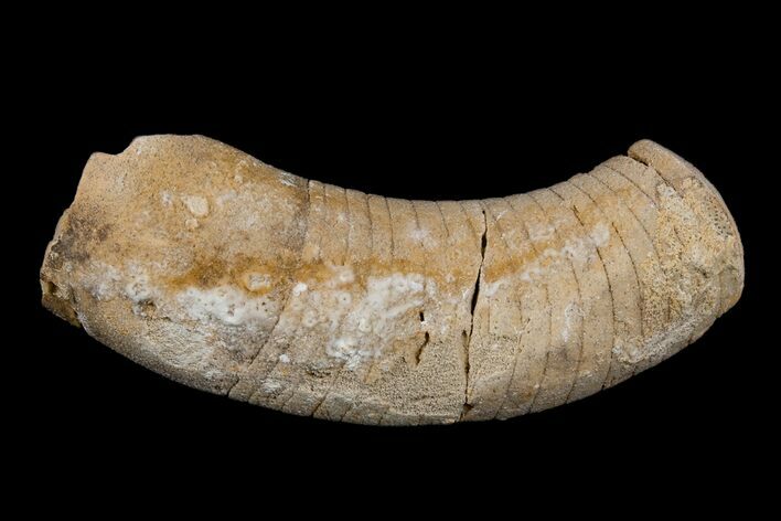 Ordovician, Oncoceratid (Richardsonoceras) Fossil - Wisconsin #173925